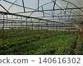 greenhouse with growing plants 140616302
