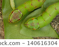 green worm on tree 140616304