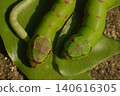 green worm on tree 140616305