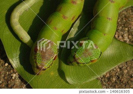green worm on tree green worm on tree 140616305
