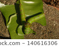 green worm on tree 140616306