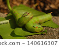 frog on the tree 140616307