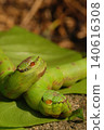 frog on the tree 140616308