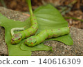 green caterpillar on tree 140616309