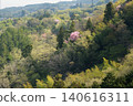 Mountain cherry blossoms blooming on the ridge of the foothills 140616311