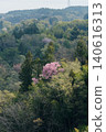 Mountain cherry blossoms blooming on the ridge of the foothills 140616313