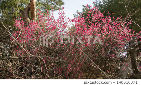 Gwangyang Plum Blossom Village, plum blossom Gwangyang Plum Blossom Village, plum blossom 140616371