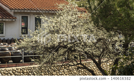 Gwangyang Plum Blossom Village, plum blossom Gwangyang Plum Blossom Village, plum blossom 140616382