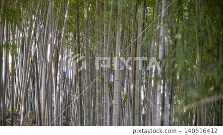 Gwangyang Plum Blossom Village, plum blossom Gwangyang Plum Blossom Village, plum blossom 140616412