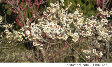 Gwangyang Plum Blossom Village, plum blossom Gwangyang Plum Blossom Village, plum blossom 140616430