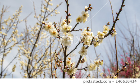 Gwangyang Plum Blossom Village, plum blossom Gwangyang Plum Blossom Village, plum blossom 140616434