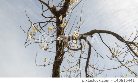 Gwangyang Plum Blossom Village, plum blossom Gwangyang Plum Blossom Village, plum blossom 140616441