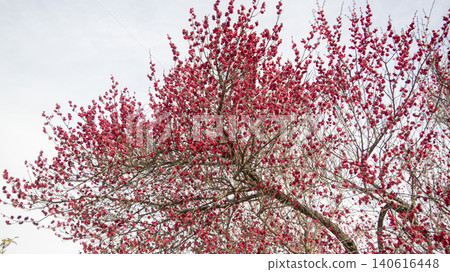 Gwangyang Plum Blossom Village, plum blossom 140616448