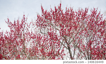 Gwangyang Plum Blossom Village, plum blossom 140616449