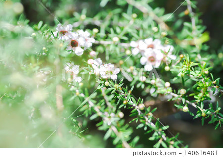 manuka or Astartea affinis, Broom tea tree or Chamelaucium uncinatum or Leptospermum scoparium or manuka flower or Myrtaceae or New Zealand manuka or Tea tree or west coast astartea flower 140616481