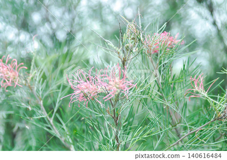 Grevillea banksii or Grevillea Long John or Grevillea Superb or Grevillea Sylvia or Spider flower or Banksia occidentalis or pink flower Grevillea banksii or Grevillea Long John or Grevillea Superb or Grevillea Sylvia or Spider flower or Banksia occidentalis or pink flower 140616484