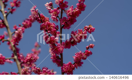 Gwangyang Plum Blossom Village, plum blossom Gwangyang Plum Blossom Village, plum blossom 140616496