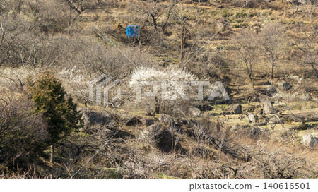 Gwangyang Plum Blossom Village, plum blossom Gwangyang Plum Blossom Village, plum blossom 140616501