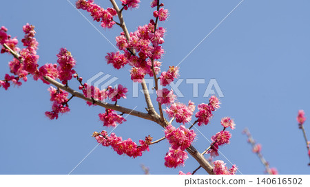 Gwangyang Plum Blossom Village, plum blossom Gwangyang Plum Blossom Village, plum blossom 140616502