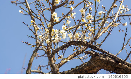 Gwangyang Plum Blossom Village, plum blossom Gwangyang Plum Blossom Village, plum blossom 140616503