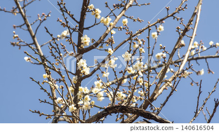 Gwangyang Plum Blossom Village, plum blossom Gwangyang Plum Blossom Village, plum blossom 140616504