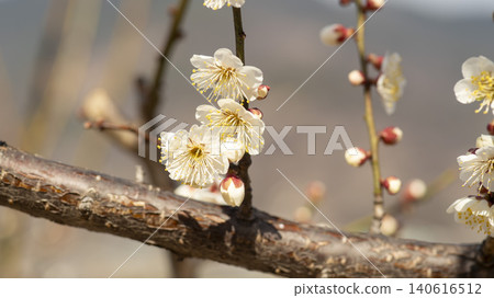 Gwangyang Plum Blossom Village, plum blossom Gwangyang Plum Blossom Village, plum blossom 140616512