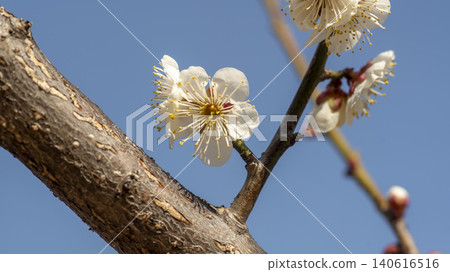 Gwangyang Plum Blossom Village, plum blossom Gwangyang Plum Blossom Village, plum blossom 140616516