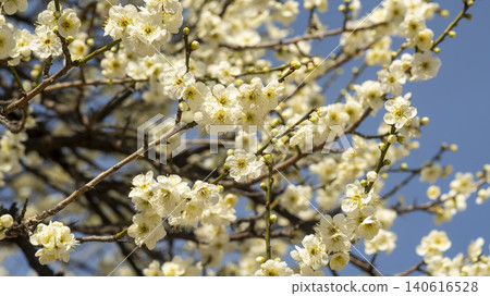 Gwangyang Plum Blossom Village, plum blossom Gwangyang Plum Blossom Village, plum blossom 140616528
