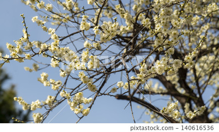 Gwangyang Plum Blossom Village, plum blossom Gwangyang Plum Blossom Village, plum blossom 140616536
