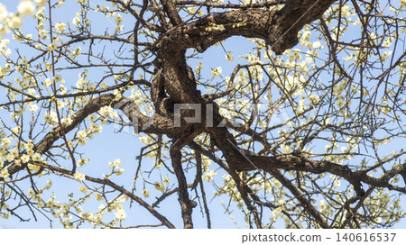 Gwangyang Plum Blossom Village, plum blossom 140616537