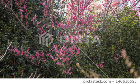 Gwangyang Plum Blossom Village, plum blossom Gwangyang Plum Blossom Village, plum blossom 140616553