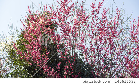 Gwangyang Plum Blossom Village, plum blossom Gwangyang Plum Blossom Village, plum blossom 140616555