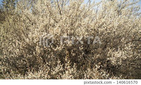 Gwangyang Plum Blossom Village, plum blossom Gwangyang Plum Blossom Village, plum blossom 140616570