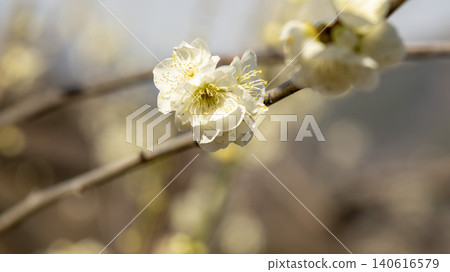 Gwangyang Plum Blossom Village, plum blossom Gwangyang Plum Blossom Village, plum blossom 140616579
