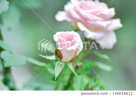 pink rose or Garden roses , zaide rose or William Christie Rose or Mary Rose or Rosa damascena 140616612