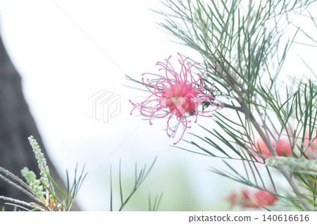 Grevillea banksii or Grevillea Long John or Grevillea Superb or Grevillea Sylvia or Spider flower or Banksia occidentalis or pink flower Grevillea banksii or Grevillea Long John or Grevillea Superb or Grevillea Sylvia or Spider flower or Banksia occidentalis or pink flower 140616616