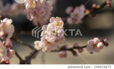 Gwangyang Plum Blossom Village, plum blossom Gwangyang Plum Blossom Village, plum blossom 140616675