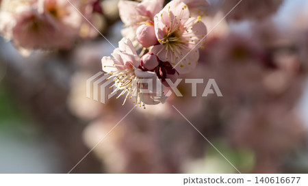 Gwangyang Plum Blossom Village, plum blossom Gwangyang Plum Blossom Village, plum blossom 140616677