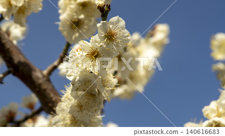 Gwangyang Plum Blossom Village, plum blossom Gwangyang Plum Blossom Village, plum blossom 140616683