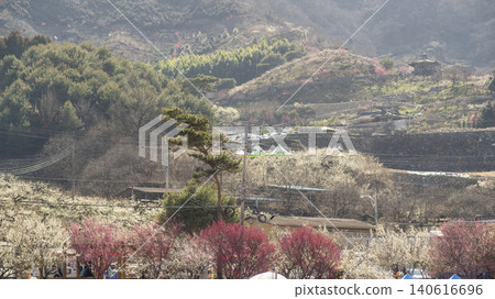 Gwangyang Plum Blossom Village, plum blossom Gwangyang Plum Blossom Village, plum blossom 140616696
