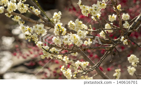 Gwangyang Plum Blossom Village, plum blossom Gwangyang Plum Blossom Village, plum blossom 140616701