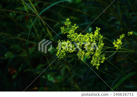 一朵嬌嫩而短暫的花 一朵嬌嫩而短暫的花 140616731