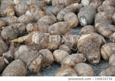 Sun-drying taro 04 Sun-drying taro 04 140616738