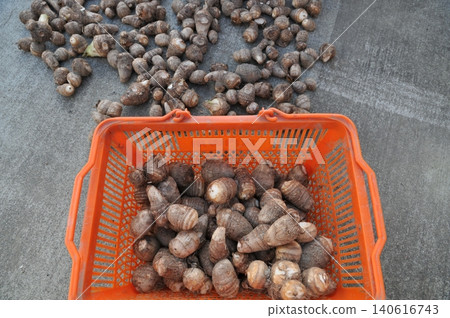 Sun-drying taro 09 Sun-drying taro 09 140616743