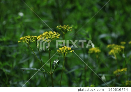 A delicate and ephemeral flower A delicate and ephemeral flower 140616754