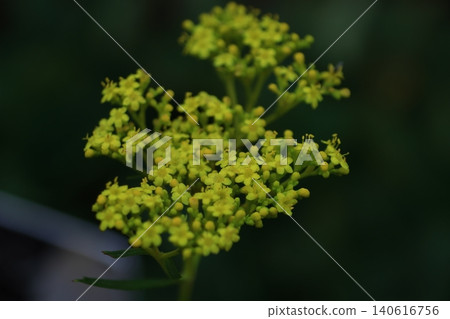 一朵嬌嫩而短暫的花 一朵嬌嫩而短暫的花 140616756