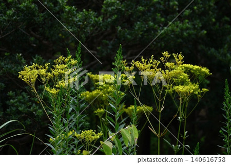 A delicate and ephemeral flower A delicate and ephemeral flower 140616758
