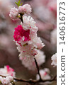 Peach blossoms herald the arrival of spring 140616773