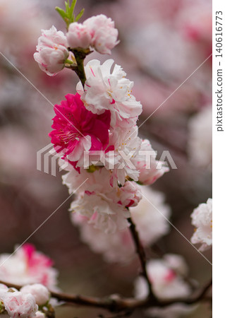 Peach blossoms herald the arrival of spring 140616773