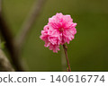 A single red peach blossom 140616774